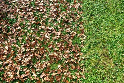 Autumn Leaf Accumulation