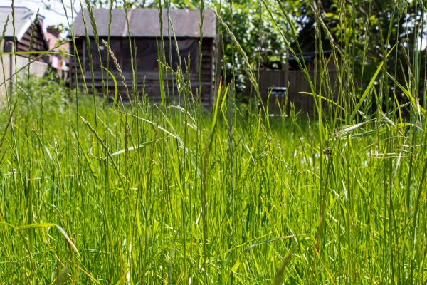 Overgrown Lawn Trimming in Alpharetta