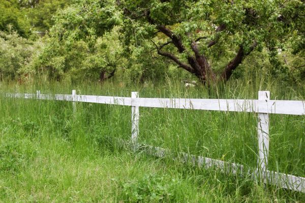 Cost of Fence Line Trimming in Alpharetta